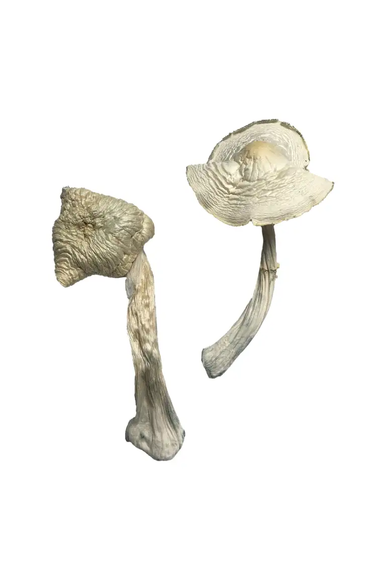 Albino-Louisiana-Magic-Mushrooms 2