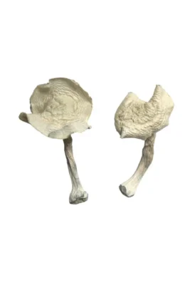 Albino Louisiana Magic Mushrooms