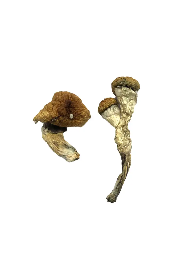 Amazonian-Magic-Mushrooms 2