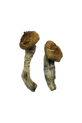 Amazonian Magic Mushrooms