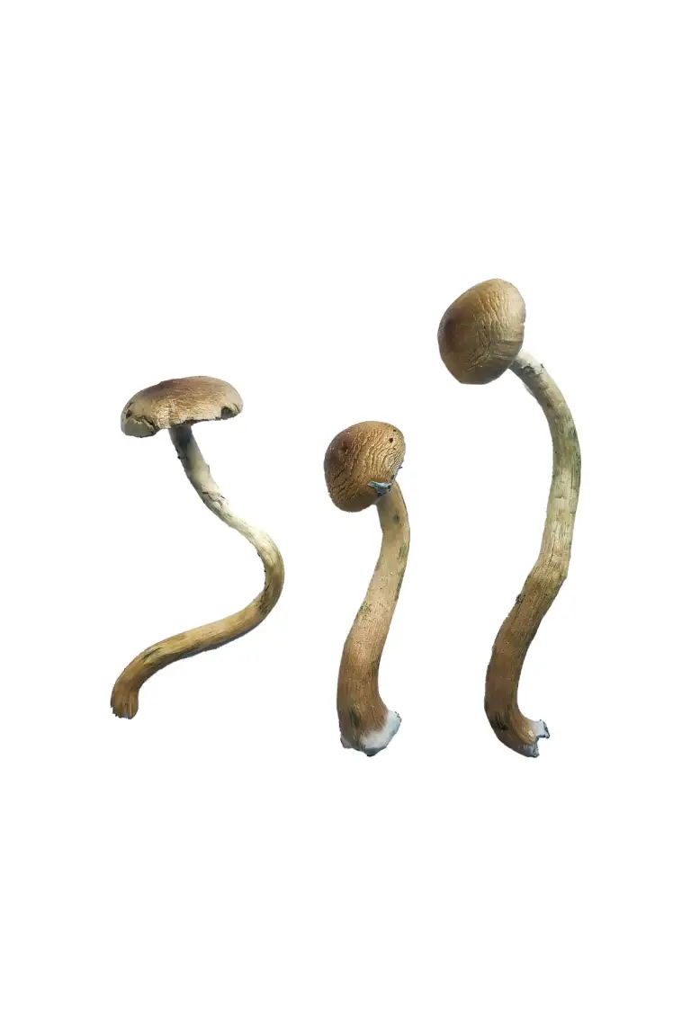 Golden-Teacher-Special-Magic-Mushrooms 1