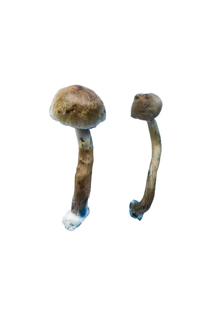Golden-Teacher-Special-Shrooms-2