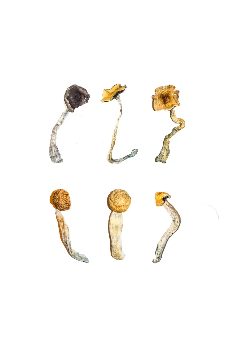 Magic-Mushroom-Sampler-Kit-Tasting-Menu