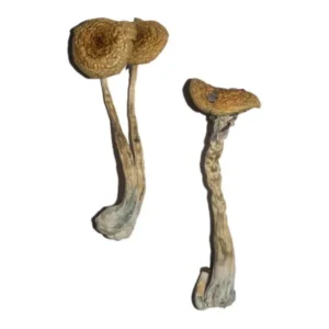 Penis Envy 6 (PE6) Magic Mushrooms