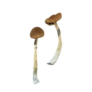 Puerto Rican Magic Mushrooms