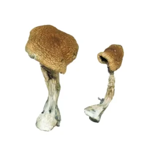 Wollongong Magic Mushrooms