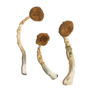 Treasure Coast Mushroom