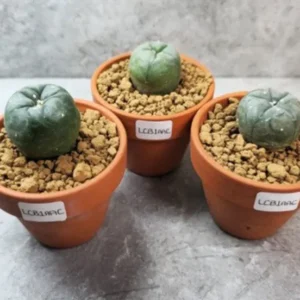 Lophophora collectors bundle 2.5-3.5cm (Peyote)