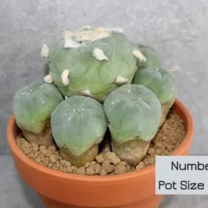Lophophora diffusa v Koike Cluster (Peyote)