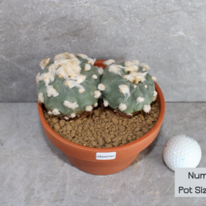 Lophophora diffusa v Koike (Double-head Peyote)