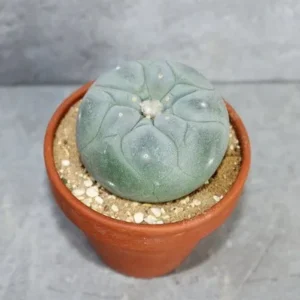 Buy Peyote (Lophophora fricii v. Yatagai 6.0-6.5cm)