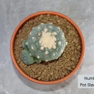 Peyote – Lophophora fricii Hybrid
